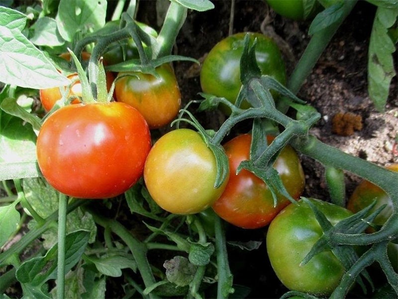 explosion de tomates à haut rendement