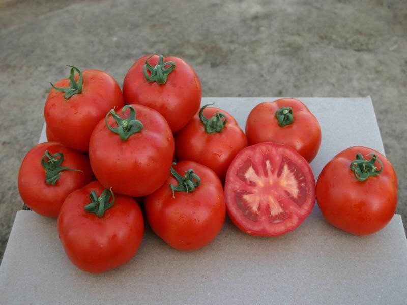 explosión de la cosecha de tomate