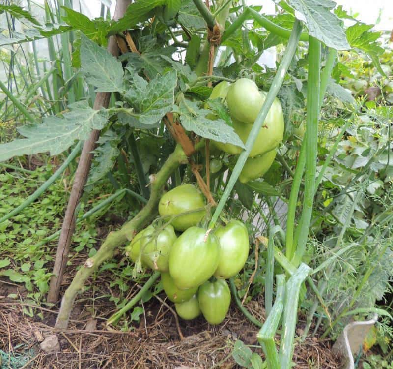 Jardinero de tomate Petrusha en el jardín