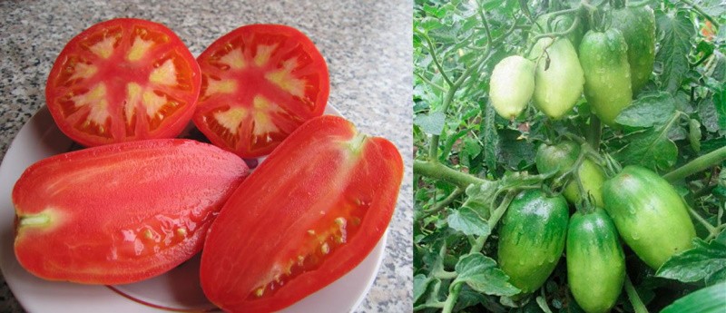 grandes frutos carnosos de tomates