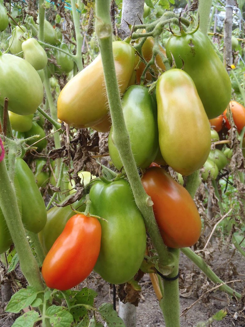 cultivo de tomates