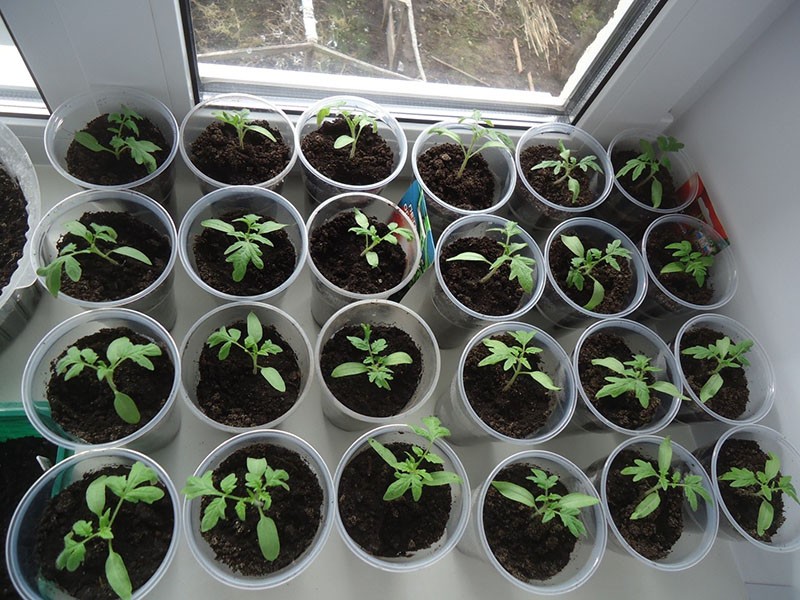 plántulas de tomate Petrusha jardinero