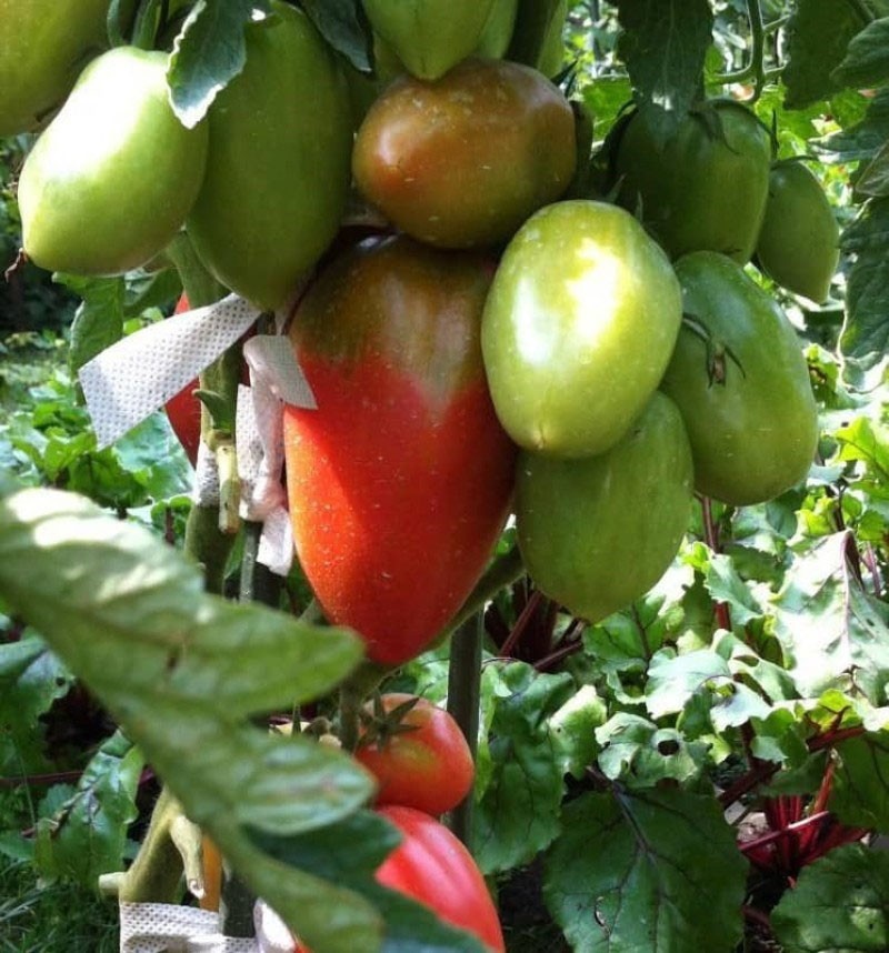 soin des tomates