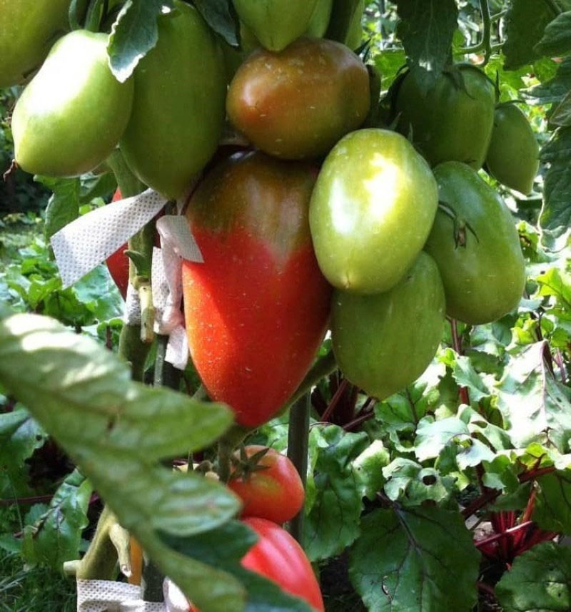 cuidado del tomate