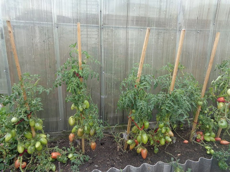 soin des tomates