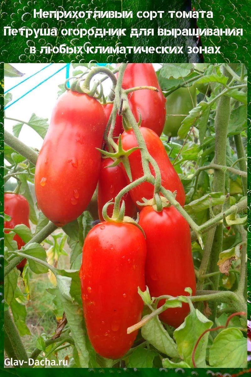 jardinero tomate Petrusha