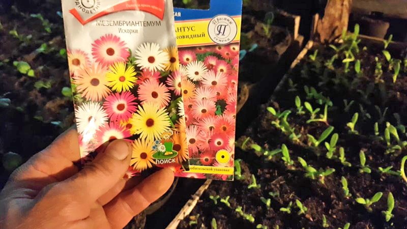 Comment l'herbe de cristal mesembriantemum se multiplie