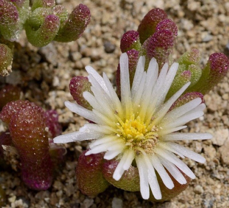 Hierba cristalina mesembriantemum