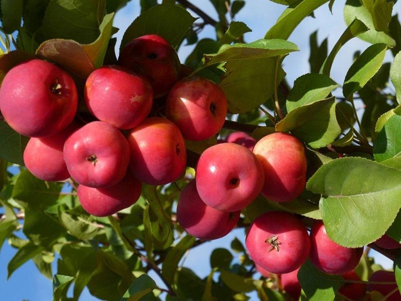 les pommes mûrissent