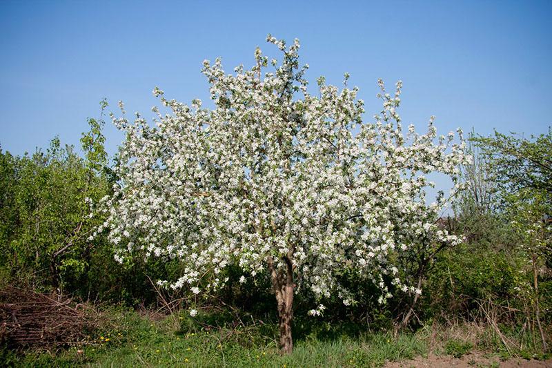 astérisque de fleurs de pommier