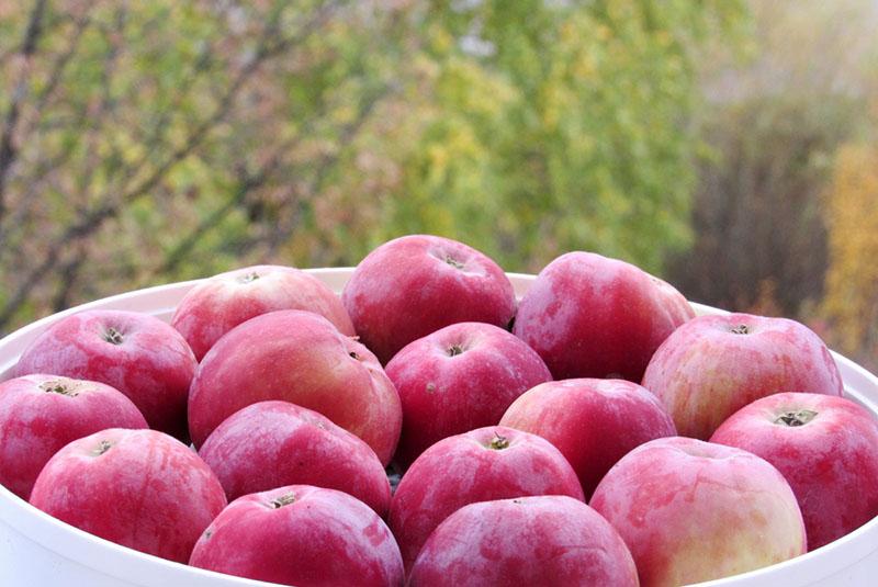 stockage de pommes