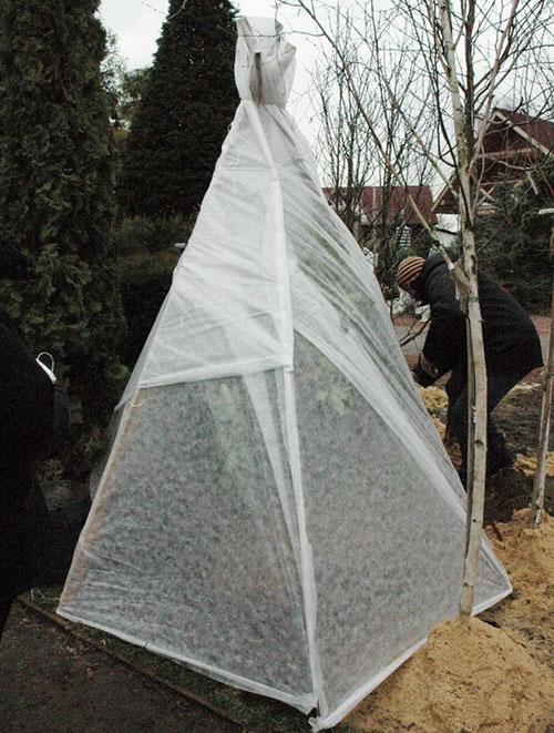 protection de la plantule pour l'hiver