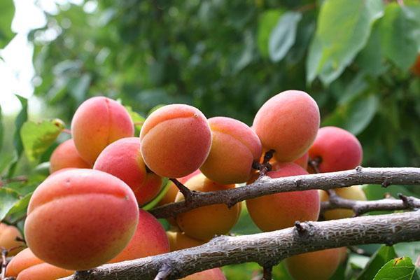 variétés d'abricots Krasnoshekiy