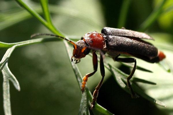 pompier coléoptère au travail