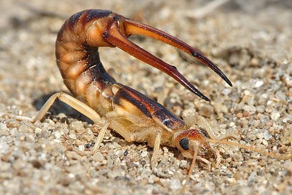 tijereta costera