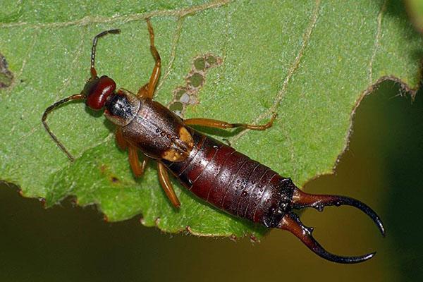 cómo lidiar con las tijeretas en el jardín y en casa