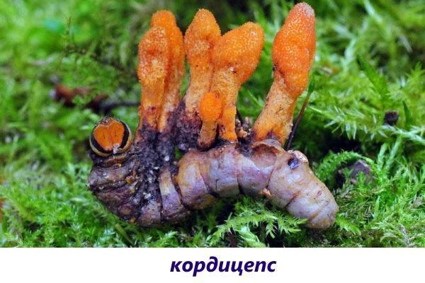 cordyceps de hongos