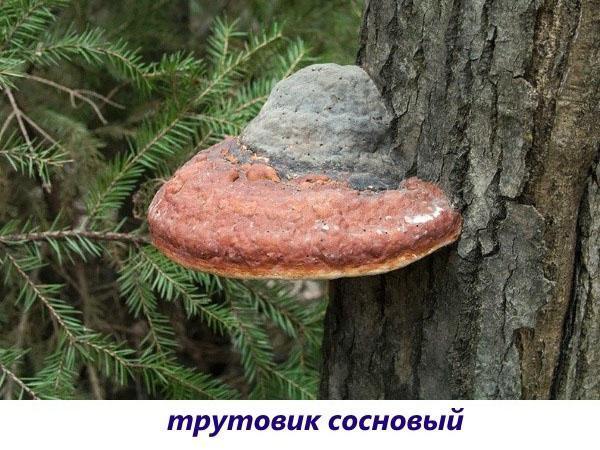 champignon de l'amadou de pin