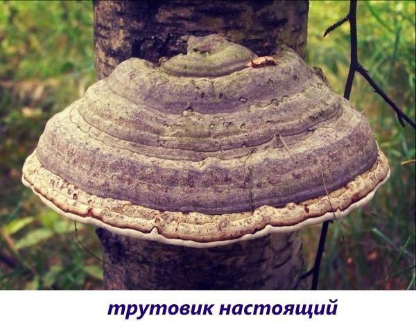 champignon de l'amadou