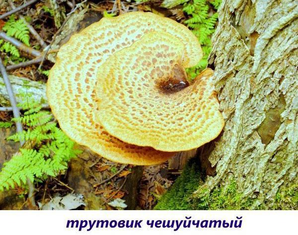 champignon amadou écailleux