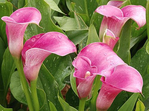 Lys calla en fleurs