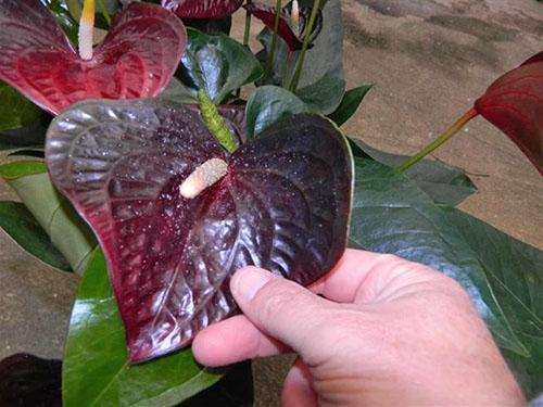 Las flores de las plantas aroides tienen oxalato de calcio.