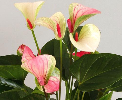 Uno de los tipos de anthurium.