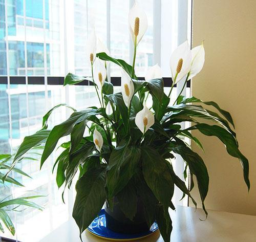 Spathiphyllum plante aroïde