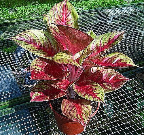 Aglaonema