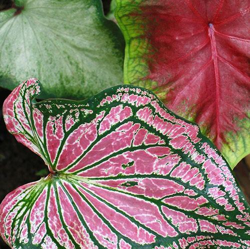 Feuilles de caladium ornées