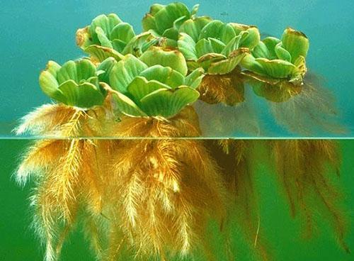 Plante d'aquarium Pistia