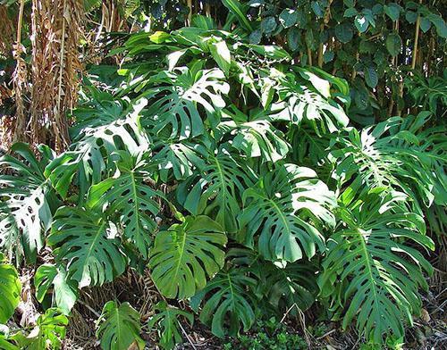 Plantes aroïdes à l'état sauvage