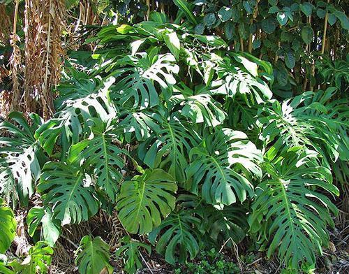 Plantes aroïdes à l'état sauvage