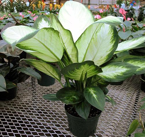 Dieffenbachia