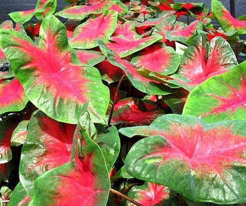 Caladium plante aroïde d'intérieur