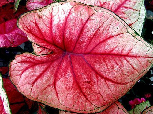 Follaje ornamental de la planta aroide