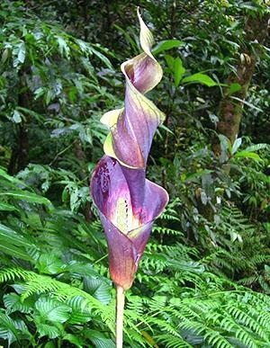 Inflorescencia de una de las plantas aroid