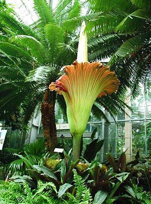 Inflorescencia de amorphophallus gigante