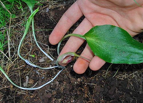 Inflorescencia de ambrosía