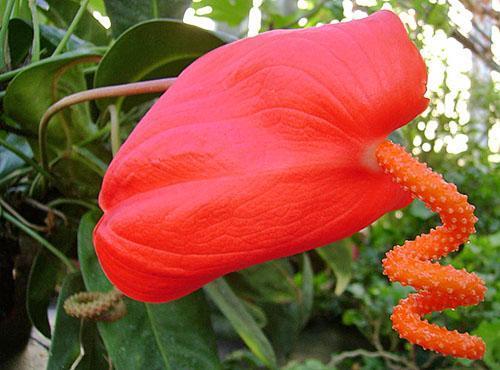 Flor brillante de anthurium