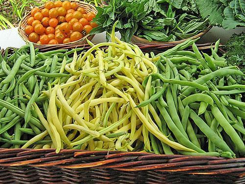 Récolte des haricots verts