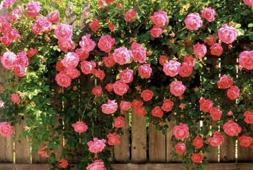 las rosas florecen