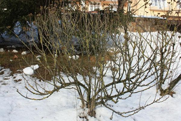 préparer l'hibiscus pour l'hiver