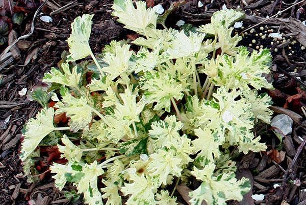 mulching heuchera bush