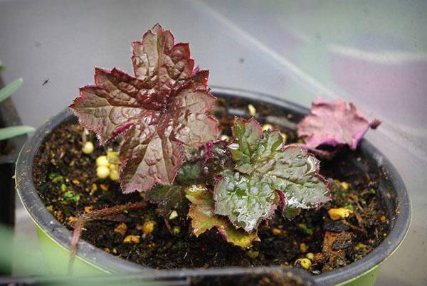 Heuchera de semilla en una maceta