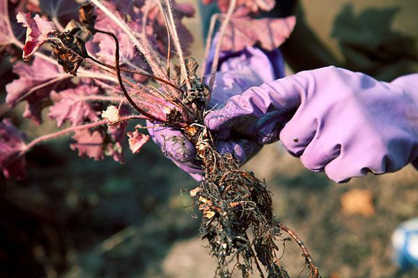 plantando heuchera en campo abierto