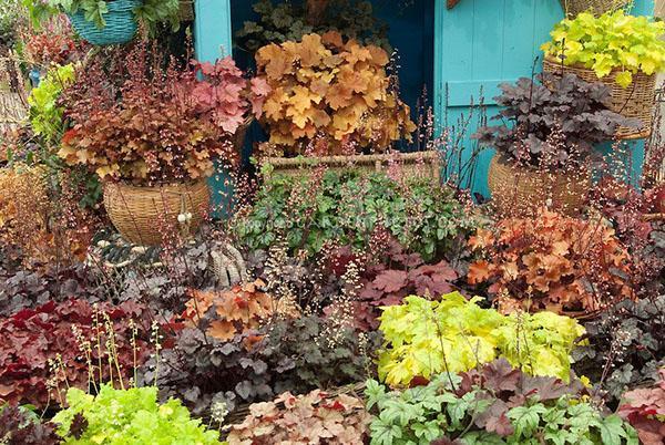 variada heuchera en el jardín