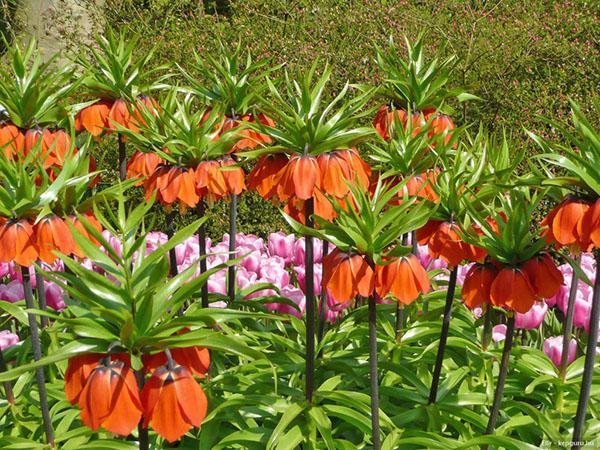 urogallo avellana en un macizo de flores del país