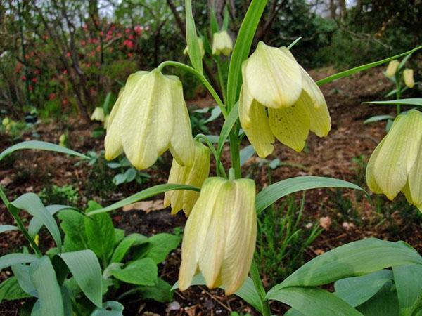 gélinotte noisette