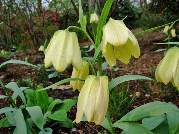 gélinotte noisette